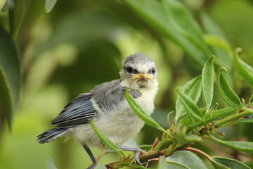 Ästling Blaumeise