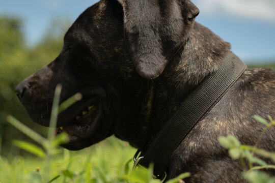 Cane Corso