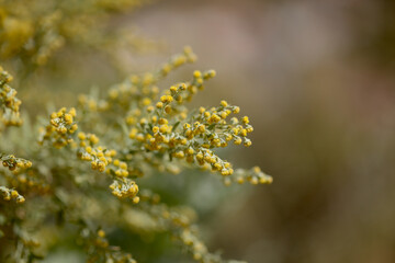 Flora of Gran Canaria - Artemisia thuscula, locally called Incense due to its highly aromatic properties, natural macro floral background
