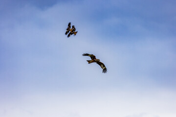 Red Kites, Buzzards and Leucistic Red Kites, Red Kite Retreat, Castlewellan, County Down, Slieve Croob and Mourne Area of outstanding Natural Beauty