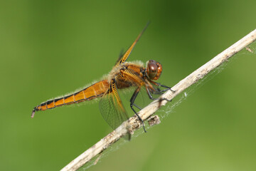 A hunting Scarce Chaser Dragonfly, Libellula fulva, perching on a plant growing at the edge of a river.
