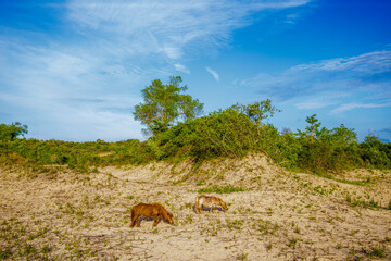 Simliduinen Nieuwpoort