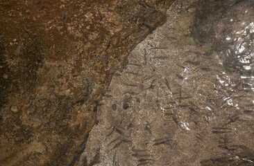 Gran Canaria, calm rock pools with small fish are protected by lava rock barrier from the ocean