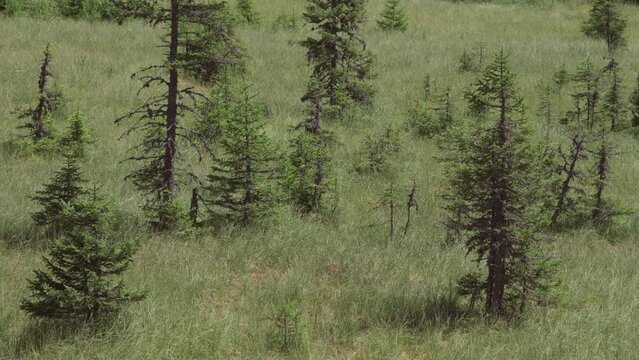 Spruce trees growing in a peat bog