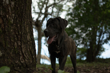 Cane Corso