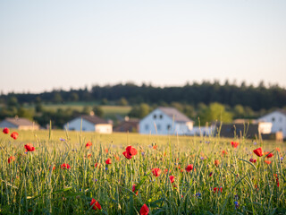 Neubaugebiet am Ortsrand