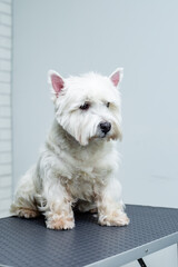 a West Highland White Terrier dog sits on a grooming table 