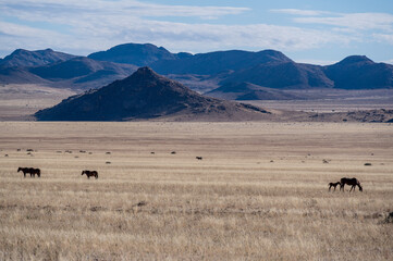 desert horses of garub in the namib desert in namibia