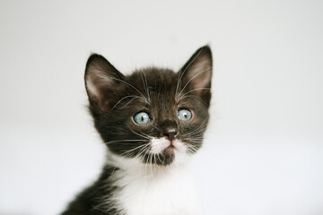 Obraz premium Little kitten on a white blanket. Kitty two months 