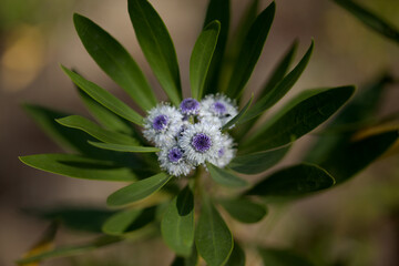 Flora of Gran Canaria -  small pale blue flowers of Globularia ascanii, 
globe daisy endemic to the island, natural macro floral background
