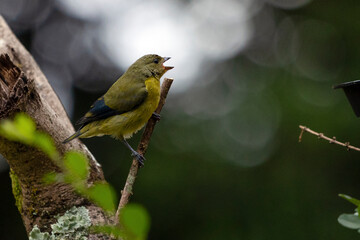 A female of tropical bird Violaceous euphonia as know as gaturamo perching in a branch tree.  Green background, Species Euphonia violacea. Birdwatching. Animal world. Yellow bird.