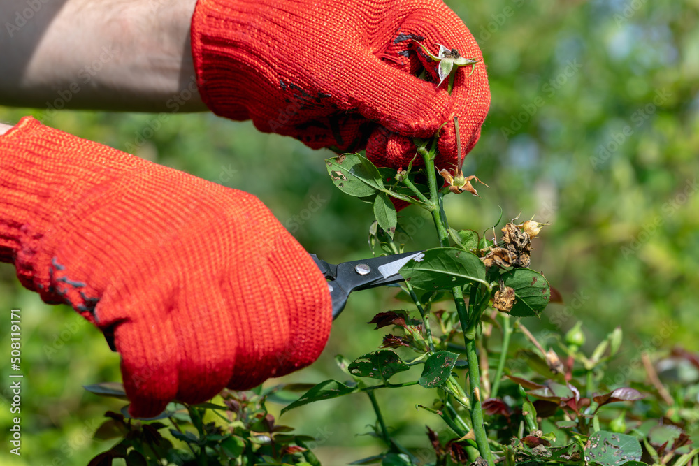 Wall mural gardener in red gloves makes pruning with pruning shears faded roses flowers