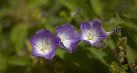 Flora of Gran Canaria -  blue flowers of Convolvulus canariensis bindweed, endemic to Canary Islands, natural macro floral background
