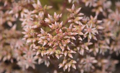 Flora of Lanzarote -  Aeonium lancerottense, succulent plant endemic to the island, natural macro floral background
