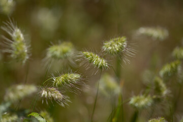 Flora of Gran Canaria - Cynosurus echinatus, bristly dogstail grass natural macro floral background
