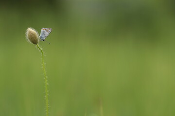 piccola farfalla su un fiore di papavero