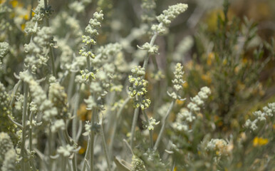 Flora of Gran Canaria -  Sideritis dasygnaphala, white mountain tea of Gran Canaria, endemic, natural macro floral background
