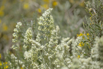 Flora of Gran Canaria -  Sideritis dasygnaphala, white mountain tea of Gran Canaria, endemic, natural macro floral background
