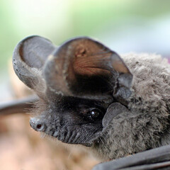 tête de la chauve souris
