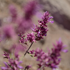 Obraz premium Flora of Gran Canaria - Salvia canariensis, Canary Island sage natural macro floral background 