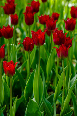 Fototapeta premium Fringed red tulip in spring garden