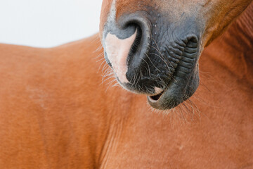 schlafendes braunes Pferd lässt die Lippe hängen, Nüstern mit schönem Abzeichen Warmblutpferd im Detail