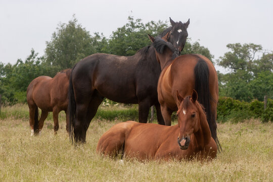 kleine Herde auf einer Sommerweide, Pferde stehen beieinander und schützen sich, Pferd schläft, Pferde machen Fellpflege