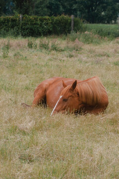 schlafendes schönes Pferd auf einer Weide, Pferd liegt auf der Weide und schläft im Sommer