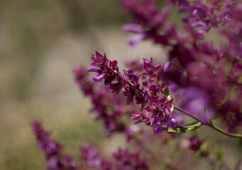 Flora of Gran Canaria - Salvia canariensis, Canary Island sage natural macro floral background
