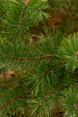 Fototapeta na wymiar Pine tree evergreen fir branch close up