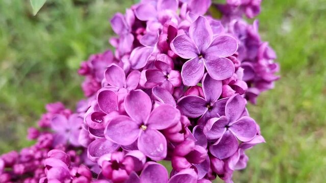 Lilac blooms, delicate flowers abundantly covered the branch, close-up