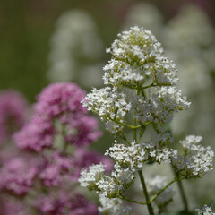 Flora of Gran Canaria -  Centranthus ruber, red valerian, invasive in Canaries natural macro floral background
