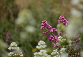 Flora of Gran Canaria -  Centranthus ruber, red valerian, invasive in Canaries natural macro floral background
