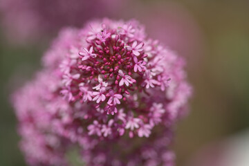 Flora of Gran Canaria -  Centranthus ruber, red valerian, invasive in Canaries natural macro floral background
