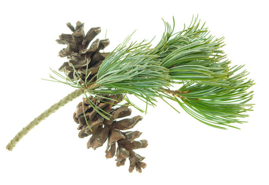 Pine cone and branch of fir tree. Christmas and New Year decor. Winter holidays design elements. Pine.