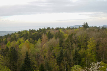 German nature in spring, photographed in the Bavarian Forest