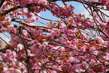 German nature in spring, photographed in the Bavarian Forest