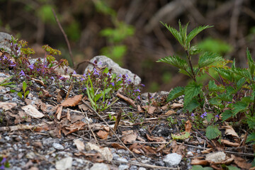 German nature in spring, photographed in the Bavarian Forest