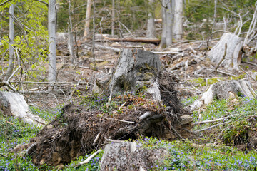 German nature in spring, photographed in the Bavarian Forest