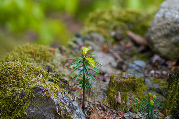 German nature in spring, photographed in the Bavarian Forest