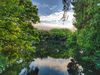 river in the forest