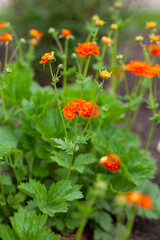 Geum Queen of Orange growing in garden