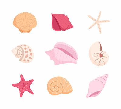 Set of sea shells and starfishes