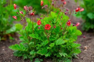 Geum Flames of Passion growing in spring