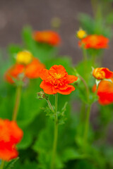 Naklejka premium Geum Queen of Orange growing in garden
