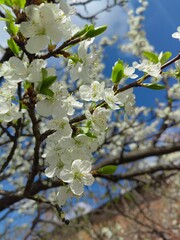 blossoming plum tree
