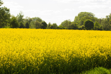 field of yellow mustard plants