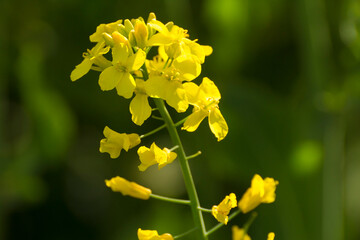 yellow mustard plant against the backdrop of green nature