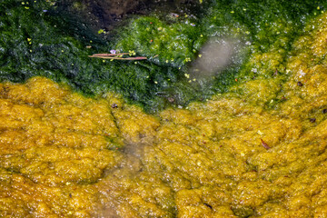 Close up of orange, yellow and green algae on the surface of a pond in Wiltshire, UK