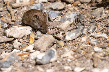 Close up of a small field vole foraging for food on rocky ground - obrazy, fototapety, plakaty